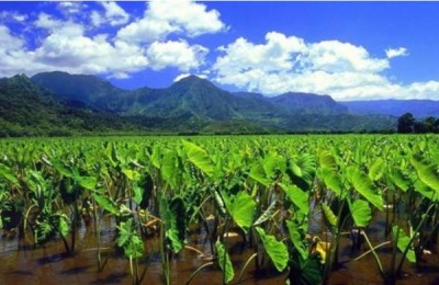 一株碧根果苗多少钱？种植碧根果的前景如何