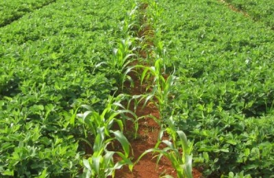 中华水韭是国家一级保护植物。人工种植的中华水韭和普通韭菜有什么区别