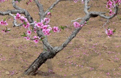 桃树施肥技术要点
