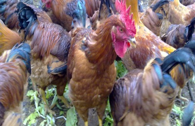 三黄鸡一斤多少钱？三黄鸡养殖成本利润分析