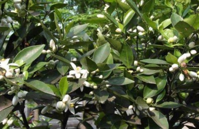 保花保果农药最佳配方,什么时候打合适