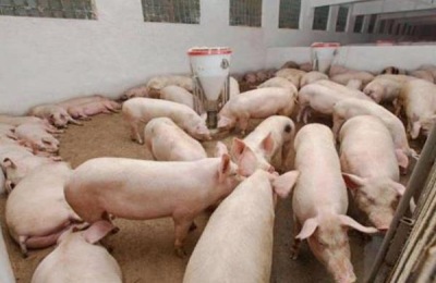 公猪料配方，后备公猪喂什么料