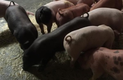 中国黑豚养殖技术