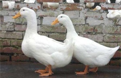 肉鸭的营养需求是什么？如何准备饲料