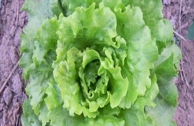 春分适合种的农作物有哪些