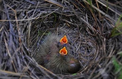 百灵鸟幼鸟怎么养 百灵鸟养殖技术