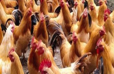 三黄鸡苗的价格是多少?三黄鸡的养殖前景如何