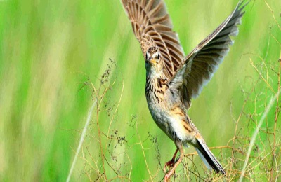 一公斤的市场价格是多少?对麦鲭养殖前景的分析(附麦鲭养殖技术)