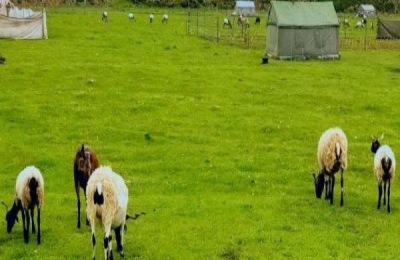 养羊的利润和成本