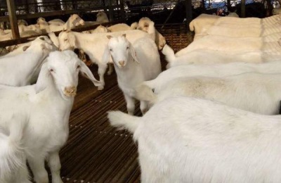 红豆杉养殖方法及注意事项