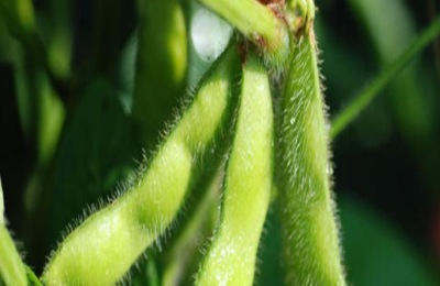 大豆专用肥配方