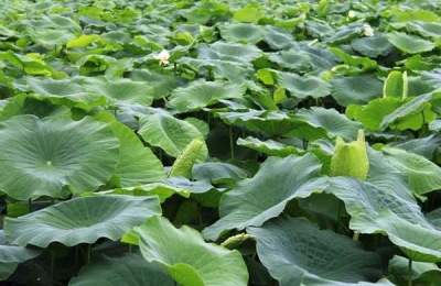 卢氏鸡的价格是多少？卢氏鸡养殖前景分析(附卢氏鸡养殖技术)