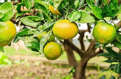 深圳有哪些优质的土特产