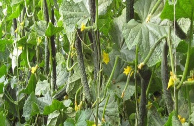 温室种植蔬菜赚钱吗?温室种植蔬菜成本利润分析