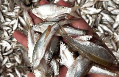 白条鱼养殖方法