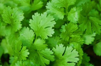 什么时节农作物生长最快