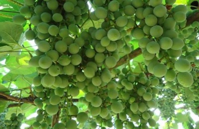 尿素可以使葡萄破眠