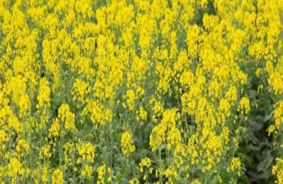 去年的油菜种子今年还可以种吗