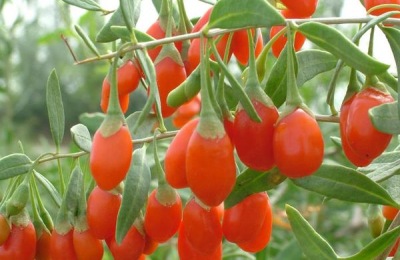 富贵竹养殖方法及注意事项