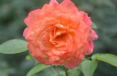 树状月季有哪些品种?哪个好看