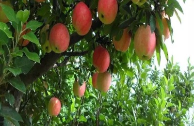 美味苹果新品种介绍