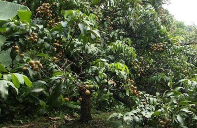 农民种什么果树赚钱？这些苹果新品种价值很高