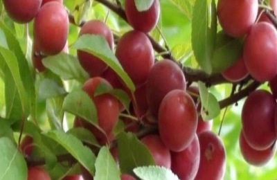 中华钙果为何没有上市