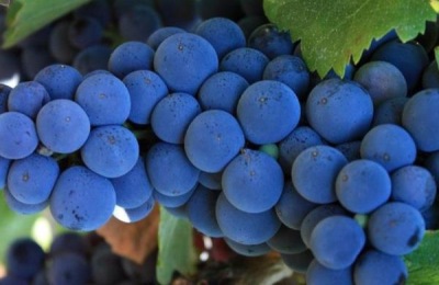 18大葡萄品种介绍