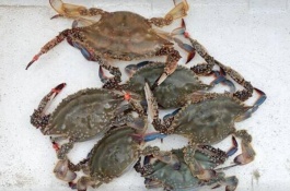 剑梭子蟹的产地在哪里，远海梭子蟹