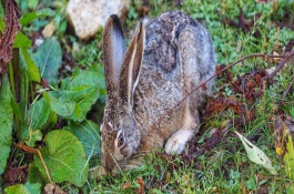 野兔是几级保护动物，野兔的品种介绍