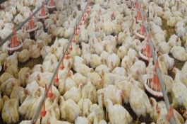 肉鸡饲料配方，肉中鸡的饲料配方