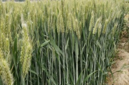 轮选310小麦品种介绍，轮选310小麦栽培技术要点