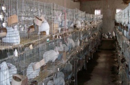 自制兔全价饲料配方，兔子的喂食方法