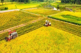 白露收获什么农作物，西北华北地区白露收获什么农作物