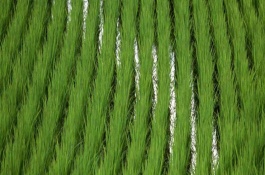 微生物菌剂的用量，微生物菌剂用于蔬菜与瓜果