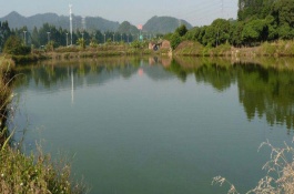 死水鱼塘适合养什么鱼，死水鱼塘养鱼技术与注意事项