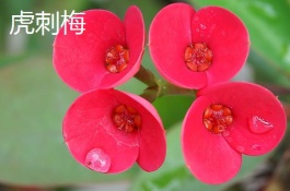 丽江有哪些特产可以带走，丽江有哪些特产能带走