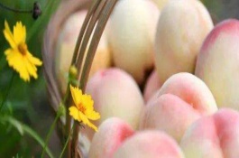 白凤水蜜桃品种介绍，长不大原因是什么