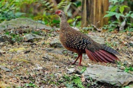 高效的淡水虾养殖技术，淡水龙虾养殖技术1
