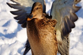 肉鸭饲料配制原则，肉鸭的营养需要特征