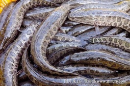 黑鱼养殖技术，黑鱼的环境适应能力强