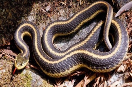 乌梢蛇的养殖技术，乌梢蛇养殖前景