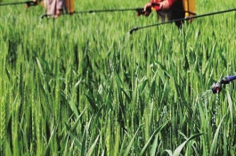 小麦追肥时间，给小麦施肥时的注意事项