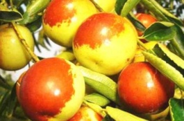 冬枣的主要产地在哪里,冬枣哪个品种好