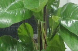 四月李什么时候成熟，四月李是贵州特产