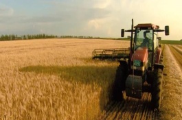 山野菜种植前景如何