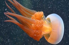 水母有毒吗,海蜇最新市场价格