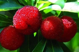 杨梅的产地在哪里，杨梅有哪些品种