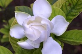 栀子花有哪些有哪些