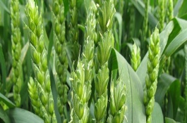 铜麦6号小麦品种介绍，铜麦6号的产量以及种植要点